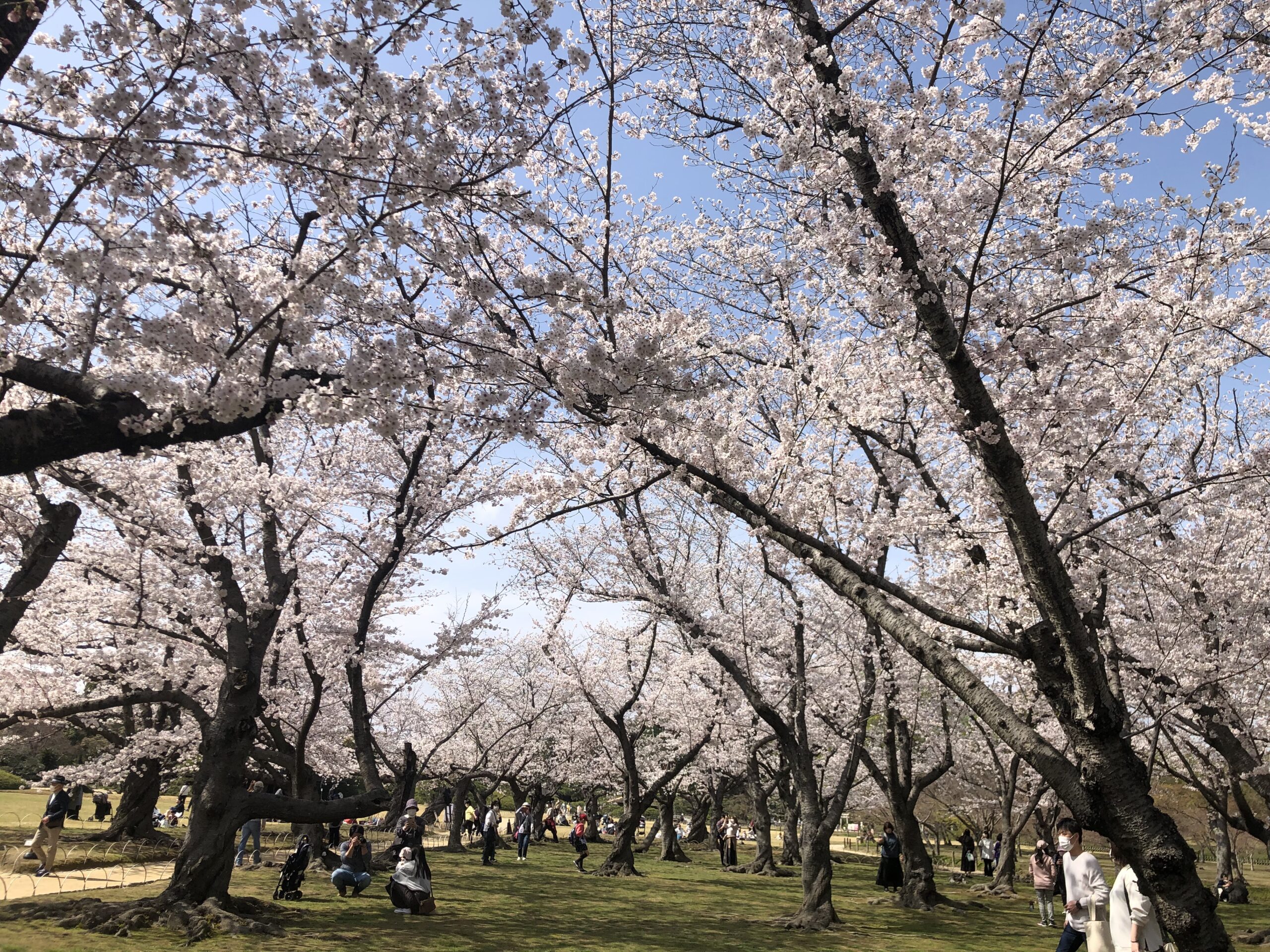 桜の季節です